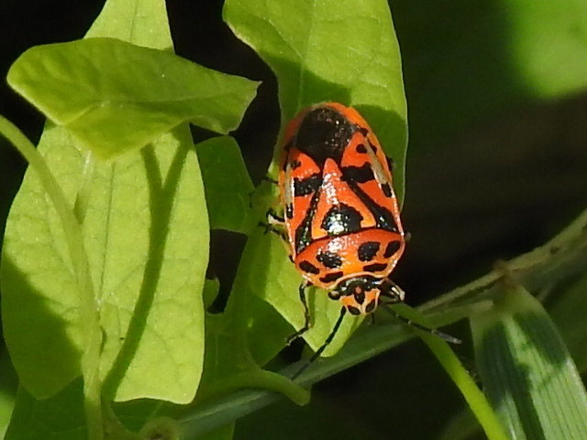 Eurydema ornata - díszespoloska