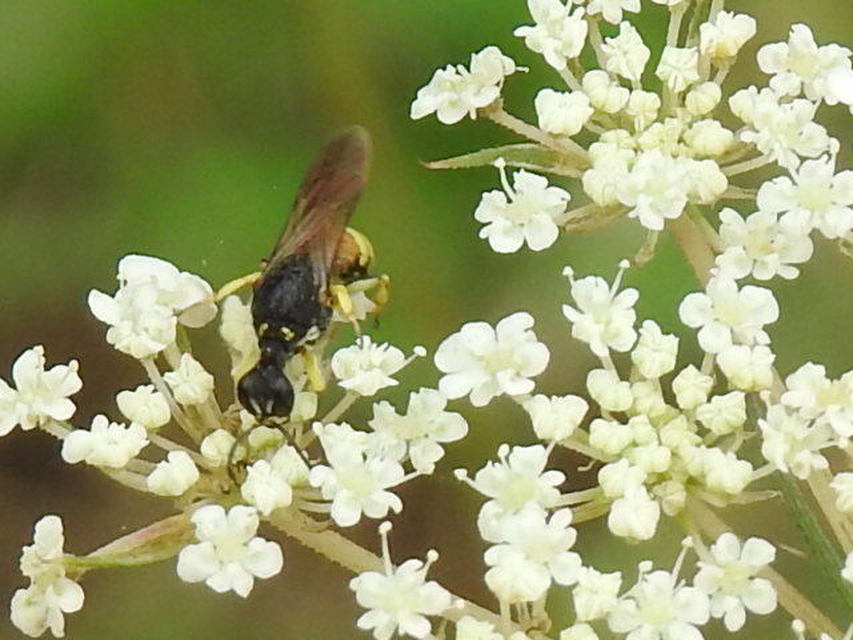 Crabronidae - szitásdarazsak