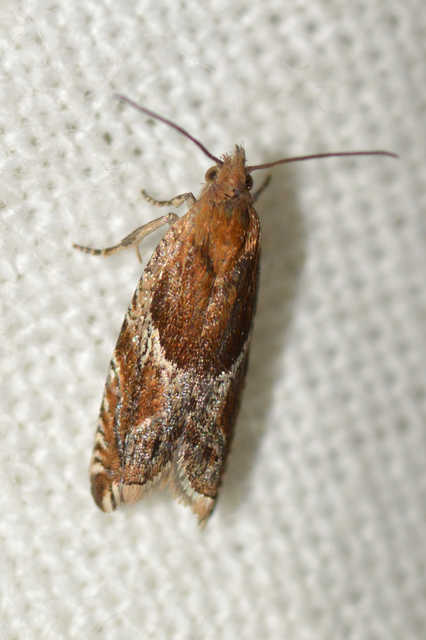 Ancylis obtusana - kutyabenge-horgasmoly