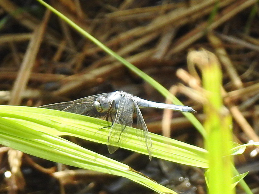 Orthetrum brunneum - pataki pásztorszitakötő