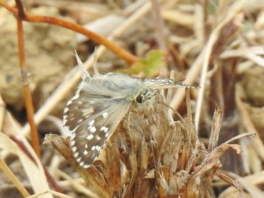 Pyrgus armoricanus - feles busalepke