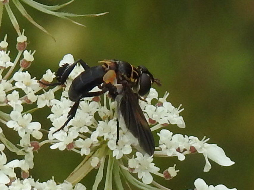 Trichopoda pictipennis - tollaslábú poloskalégy