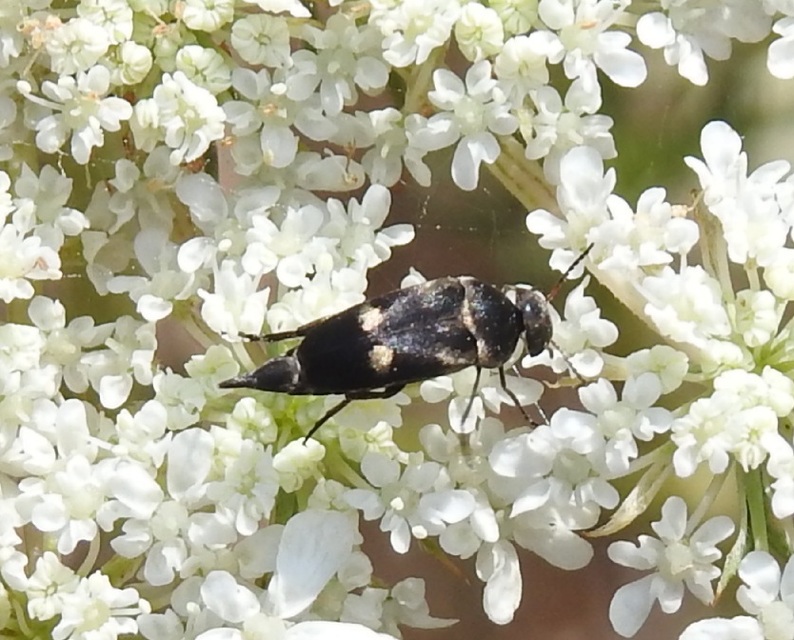 Variimorda villosa - szalagos maróka