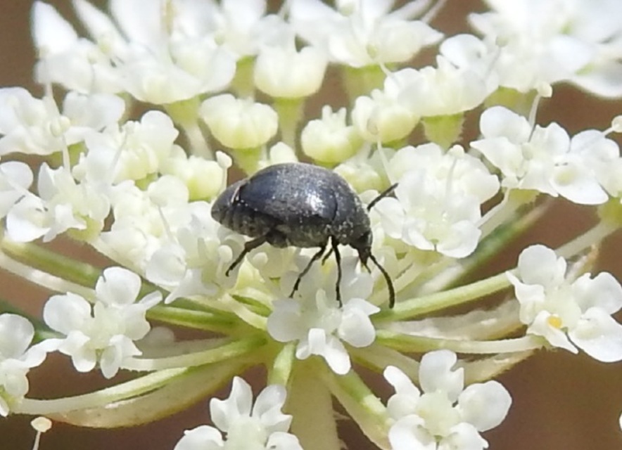 Spermophagus