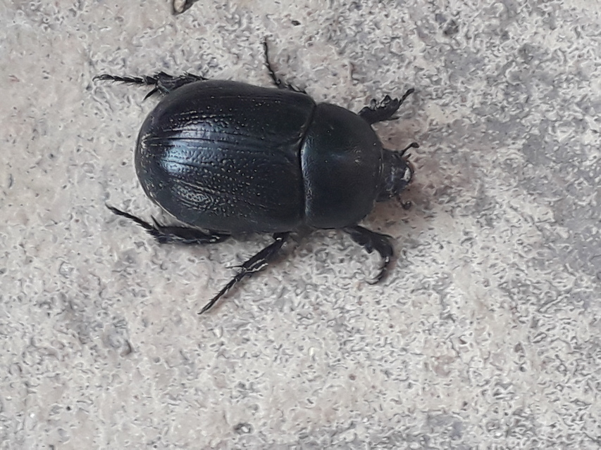 Pentodon idiota - butabogár