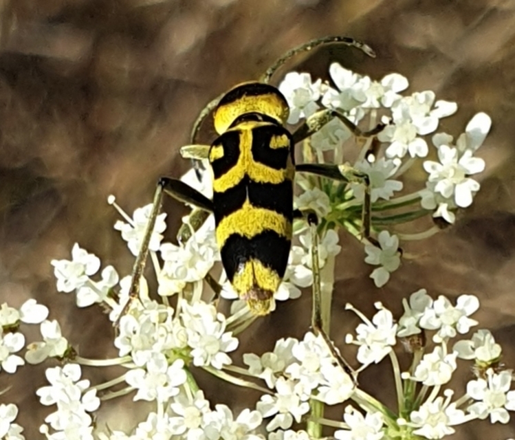Chlorophorus varius - díszes darázscincér