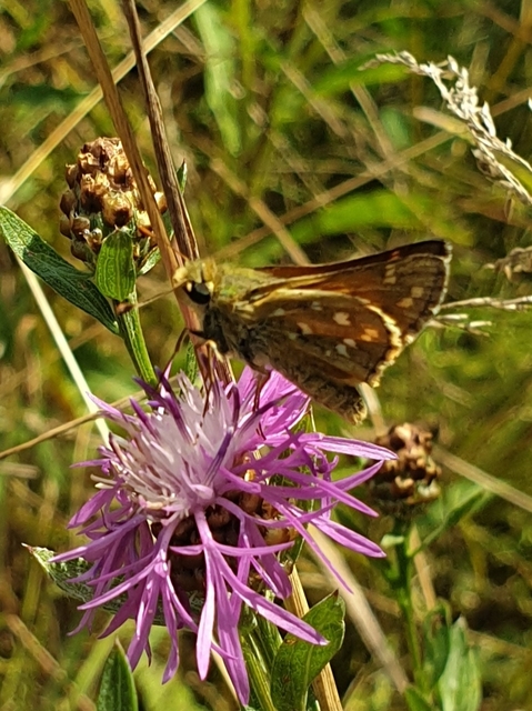 Hesperia comma - vesszős busalepke