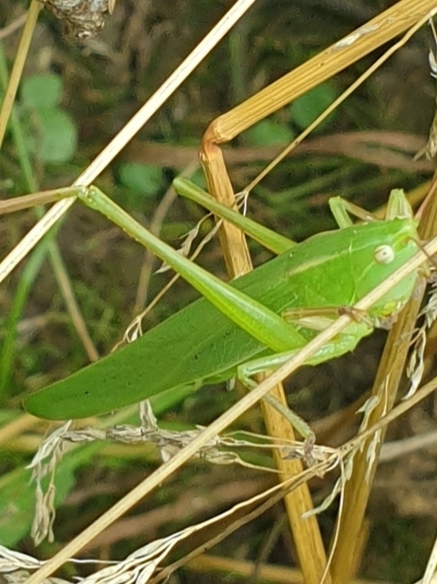 Ruspolia nitidula - nagy kúpfejűszöcske