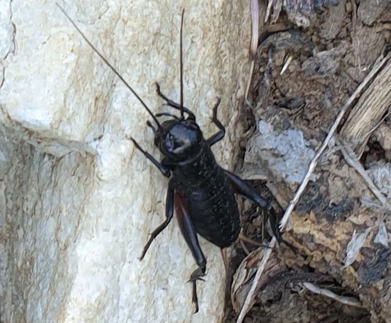 Gryllus campestris - mezei tücsök