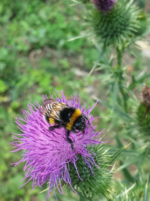 Bombus terrestris/lucorum