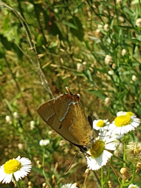 Thecla betulae - nyírfalepke