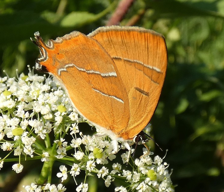 Thecla betulae - nyírfalepke
