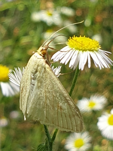 Sitochroa palealis - kénszárnyú dudvamoly