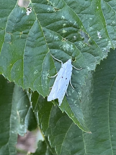 Myelois circumvoluta - pettyes karcsúmoly