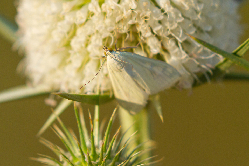 Sitochroa palealis - kénszárnyú dudvamoly