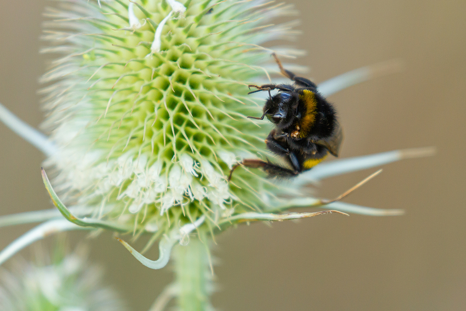Bombus terrestris/lucorum