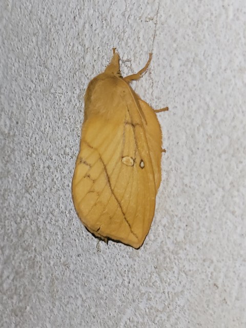 Euthrix potatoria - szomjas pohók