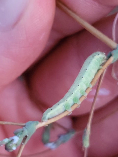 Hecatera dysodea - parajbagoly