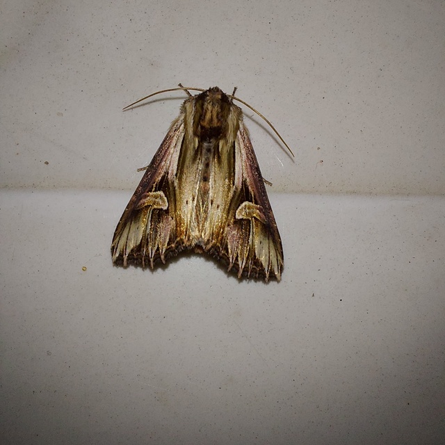 Actinotia polyodon - nagy sugarasbagoly