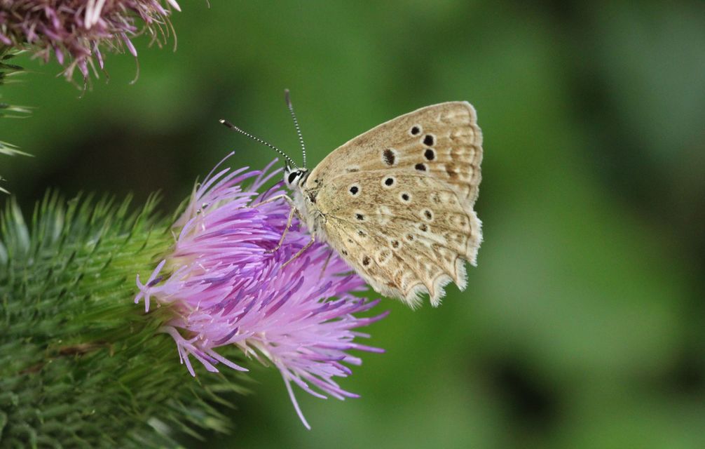 Polyommatus daphnis - csipkés boglárka
