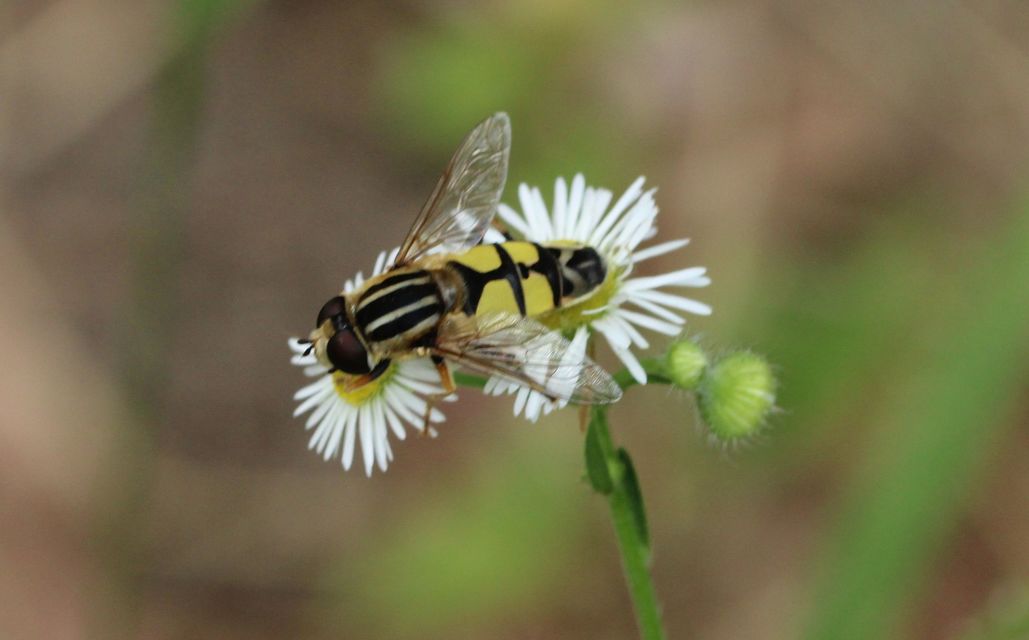 Helophilus trivittatus - nagy mocsárilégy