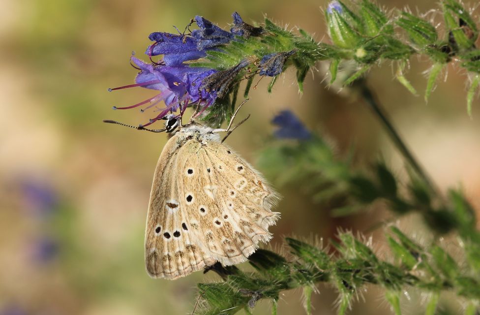 Polyommatus daphnis - csipkés boglárka