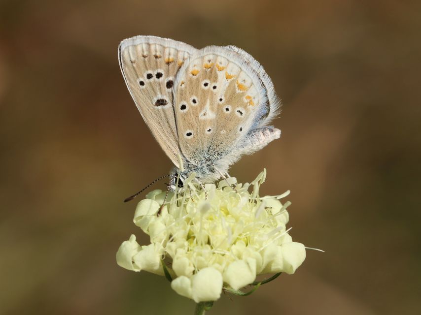 Polyommatus dorylas - fénylő boglárka