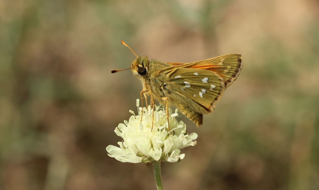 Hesperia comma - vesszős busalepke