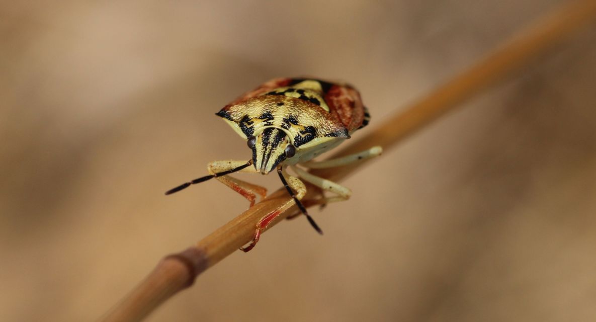 Carpocoris