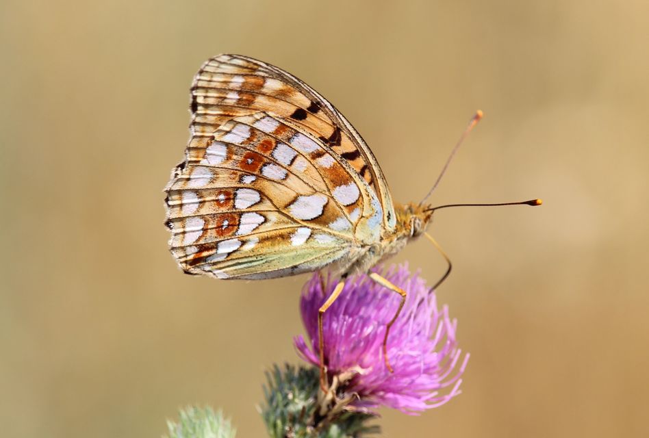 Argynnis adippe - ezüstös gyöngyházlepke