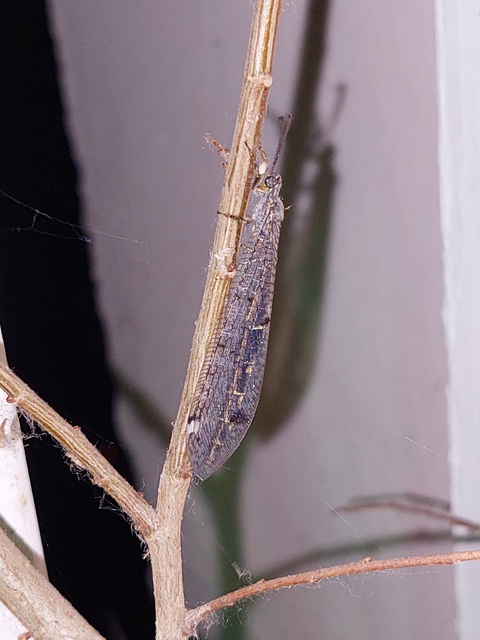 Distoleon tetragrammicus - négyfoltos hangyaleső