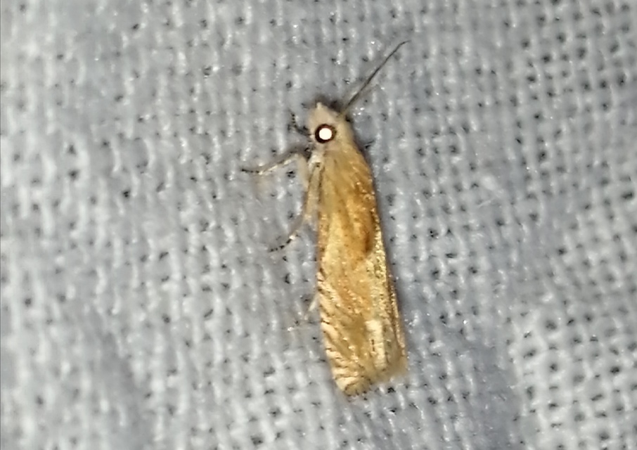Eucosma