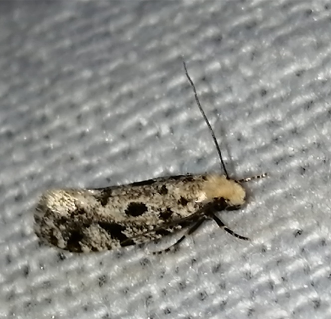 Nemapogon