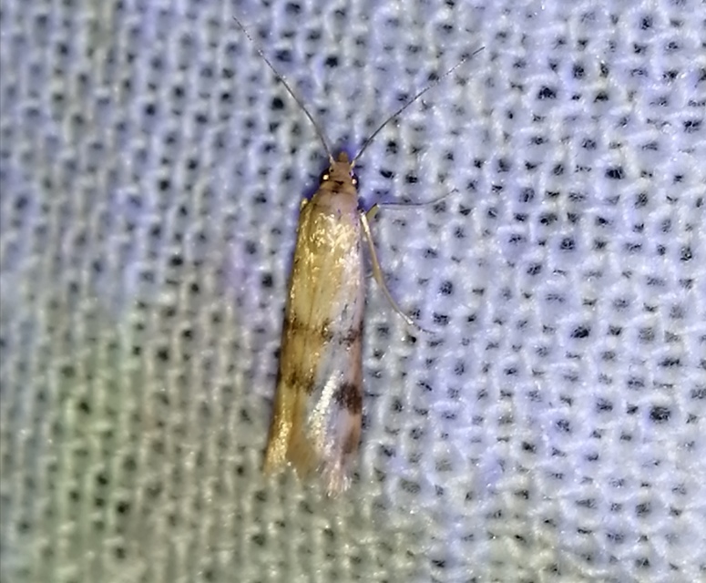 Homoeosoma sinuella - agyagsárga karcsúmoly