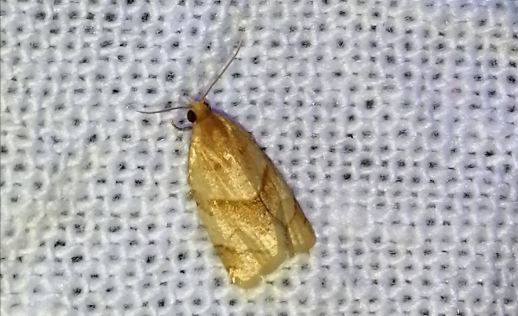 Clepsis rurinana - fakó sodrómoly