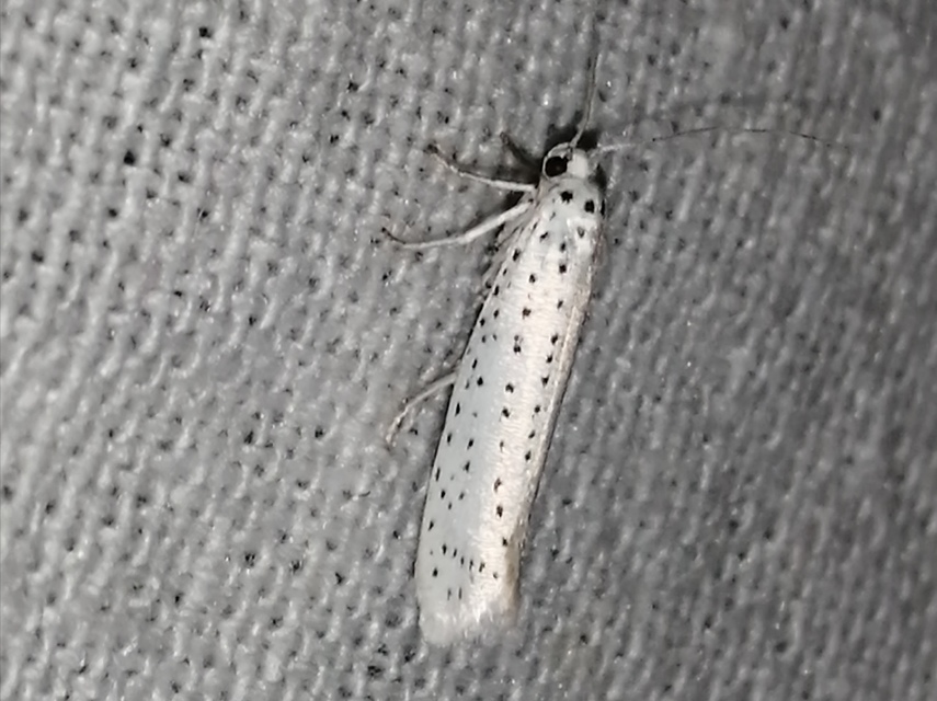 Yponomeuta evonymella - pókhálós májusfamoly