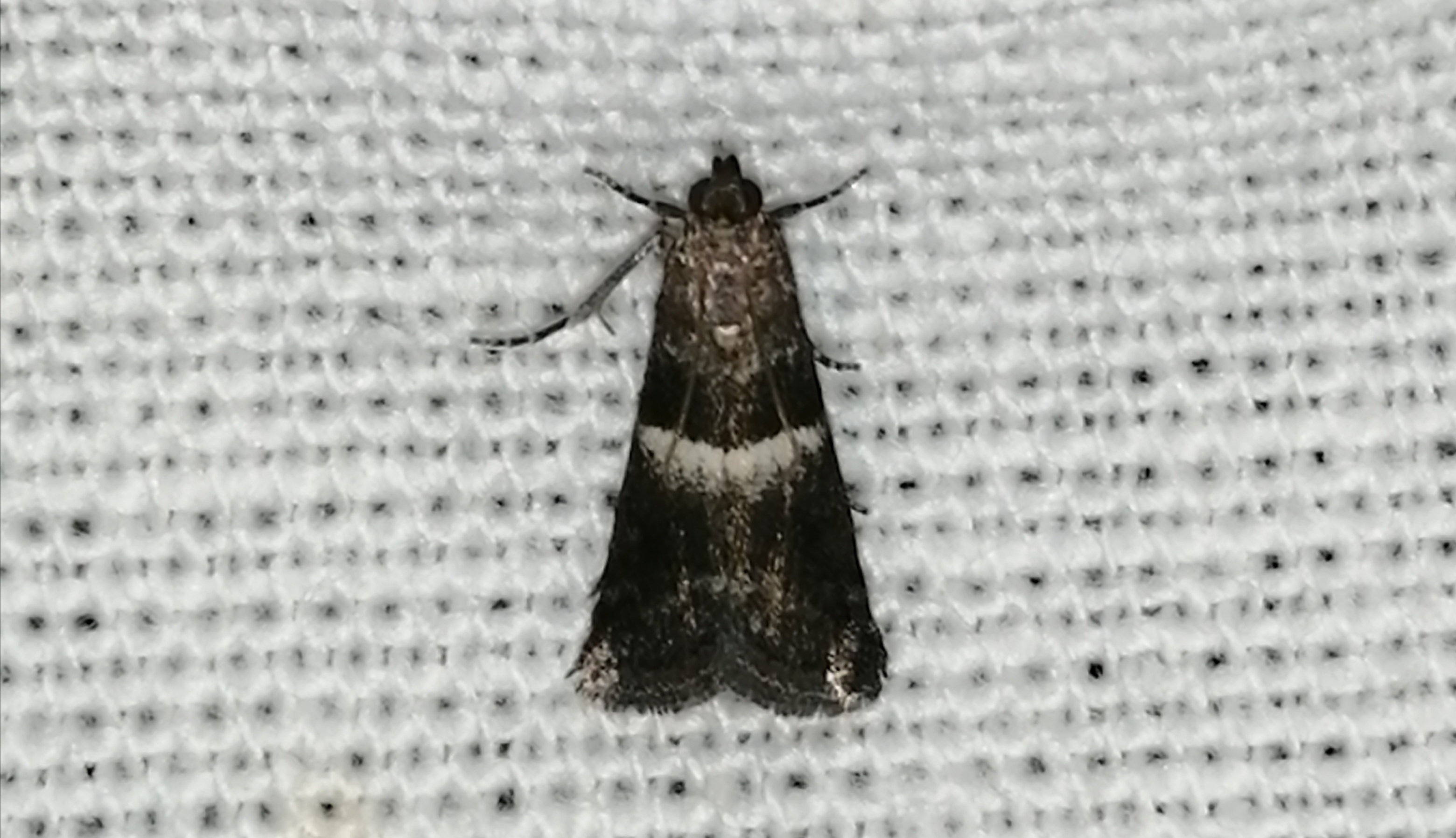 Elegia similella - tölgyjáró karcsúmoly