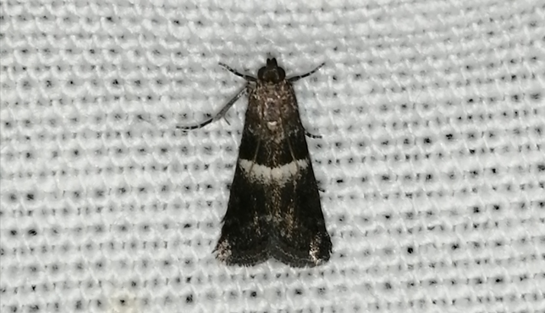 Elegia similella - tölgyjáró karcsúmoly