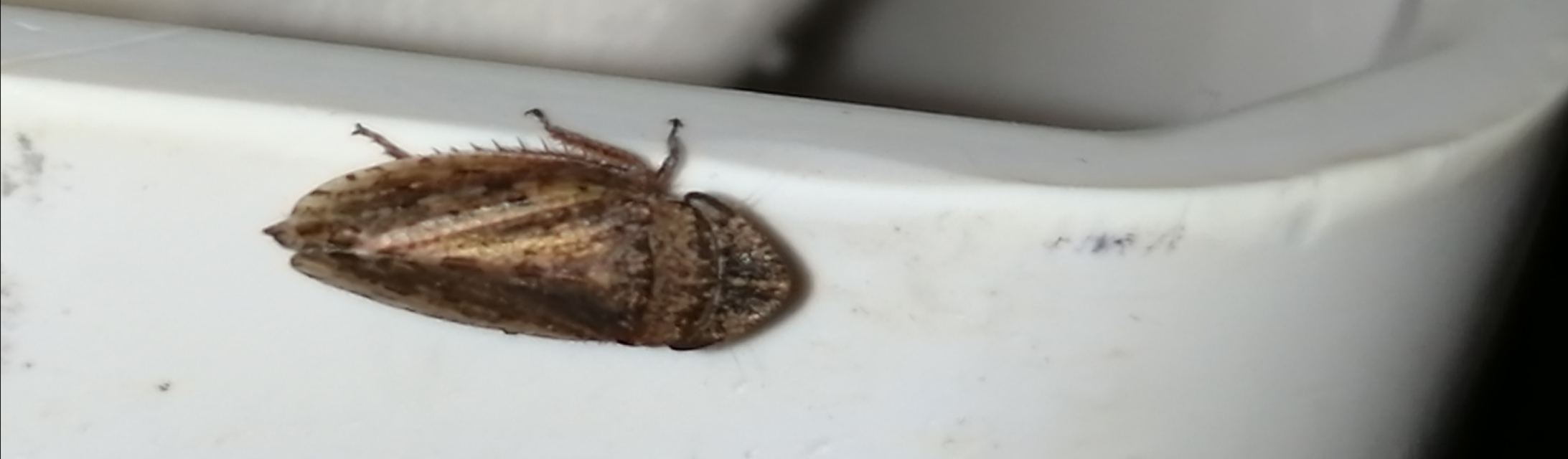 Aphrodes