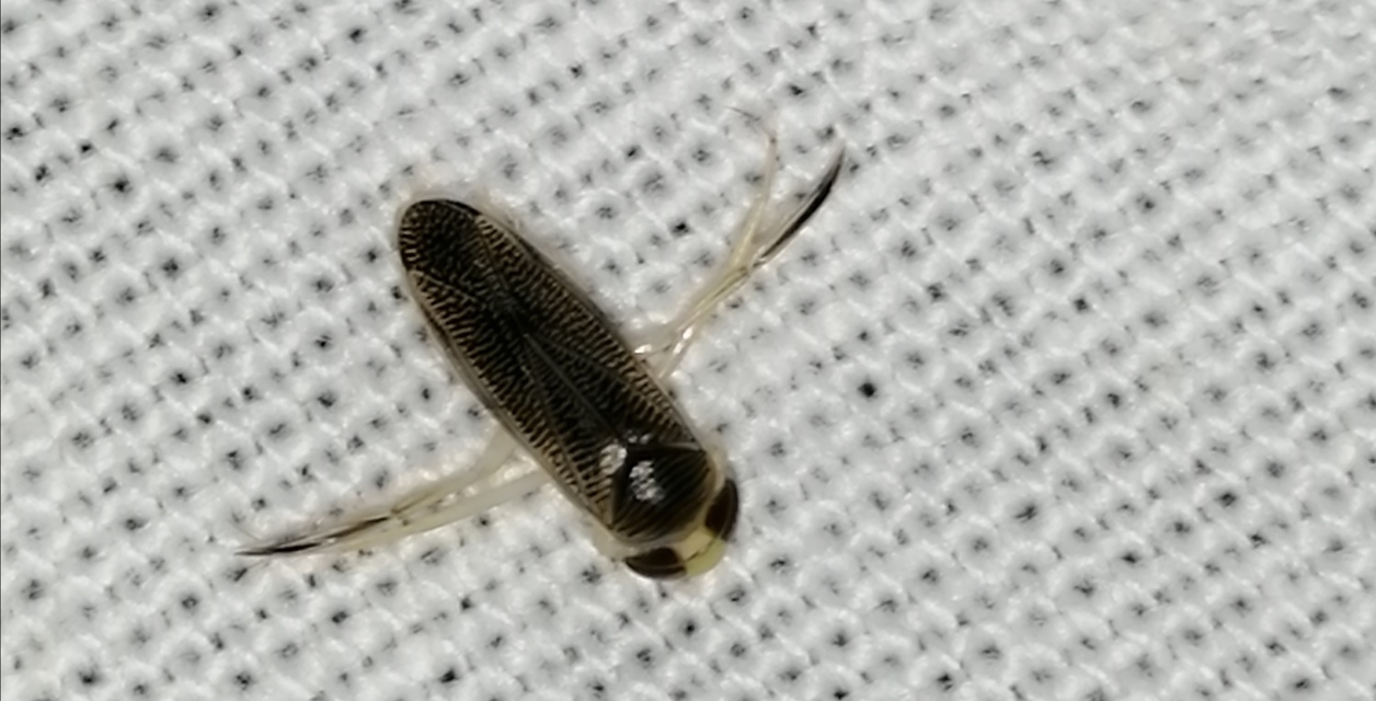 Corixidae - búvárpoloskák Corixidae - búvárpoloskák
