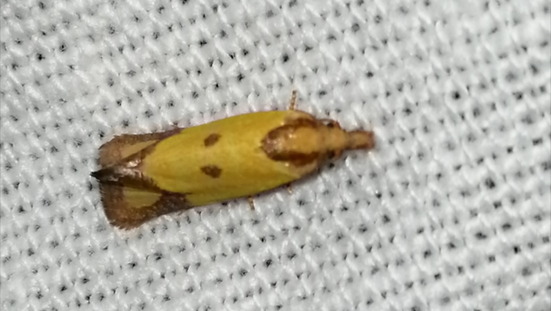Agapeta zoegana - barnacsíkos sárgamoly