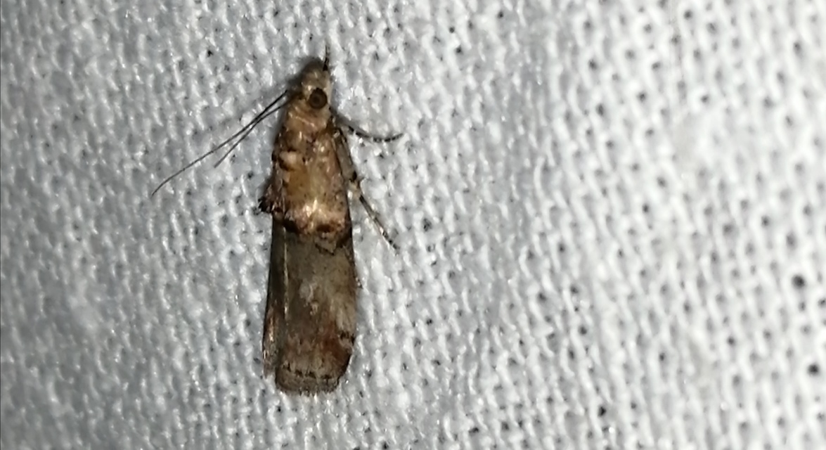 Trachonitis cristella - bokorrágó karcsúmoly