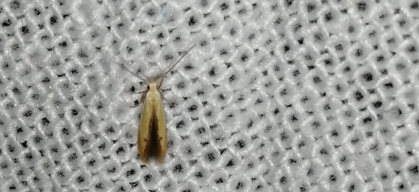 Coleophora nigridorsella - barnaszegélyes zsákosmoly