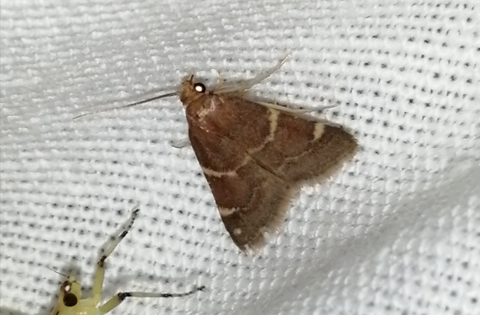 Pyralis perversalis - pusztai fényilonca Pyralis perversalis - pusztai fényilonca