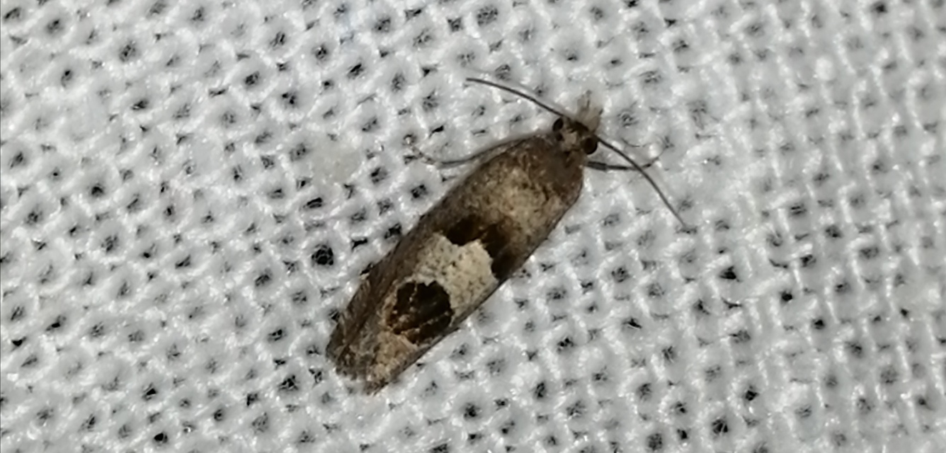 Epiblema junctana - turjáni tükrösmoly