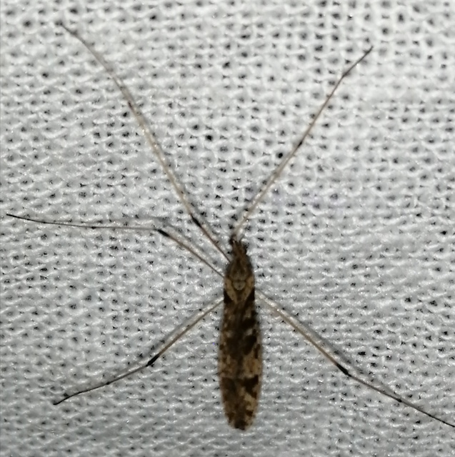 Limnophila pictipennis