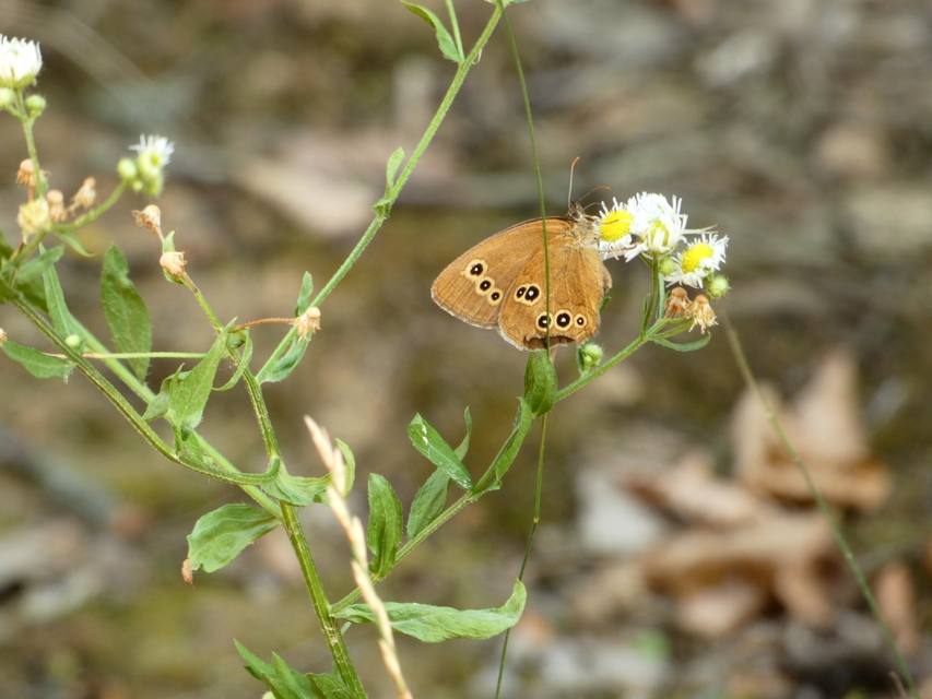 Aphantopus hyperanthus - közönséges ökörszemlepke