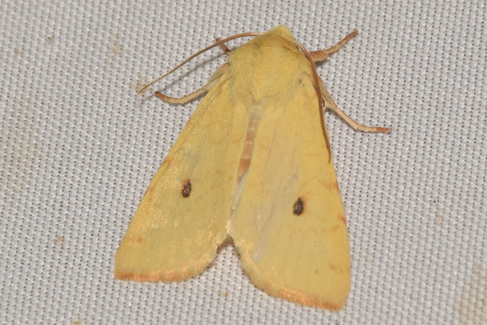 Cirrhia icteritia - nyárfa-sárgabagoly