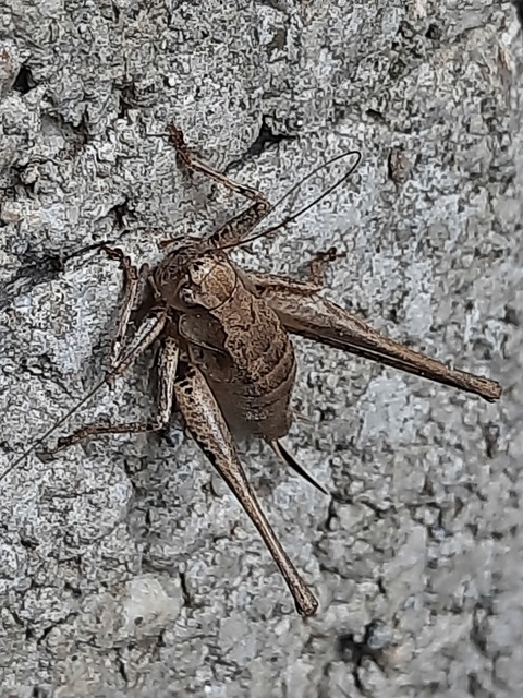 Pholidoptera griseoaptera - szürke avarszöcske