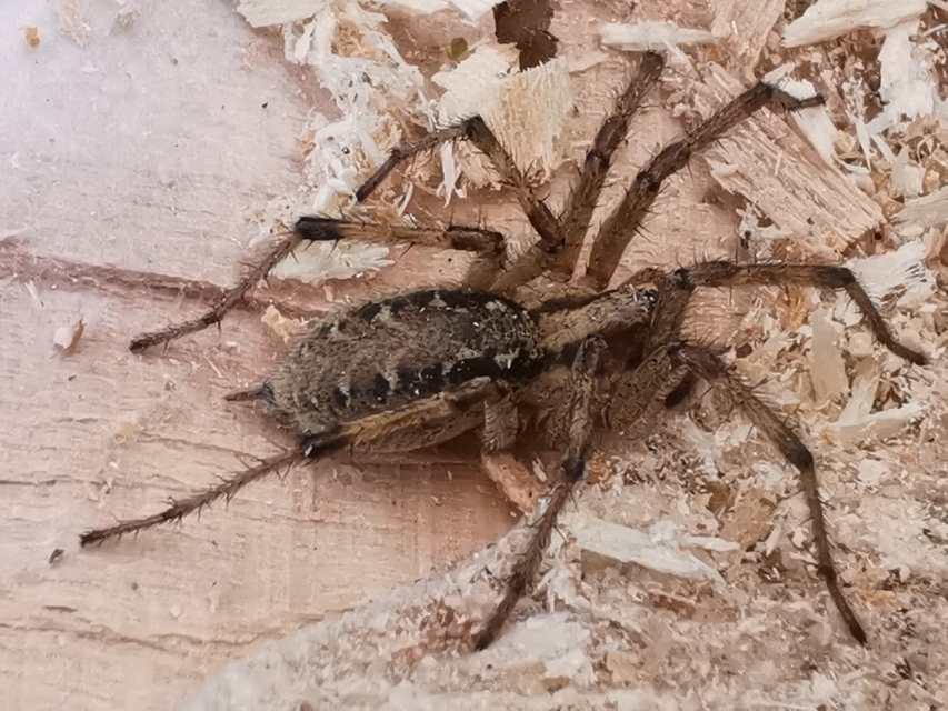 Agelena labyrinthica - illó tölcsérpók